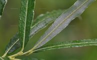 Salix viminalis (Korb-Weide) - Blätter