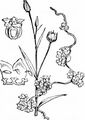 Flax Dodder - Cuscuta epilinum Weihe