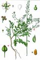 Tall Pepperwort - Lepidium graminifolium L.