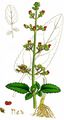 Green Figwort - Scrophularia umbrosa Dumort.