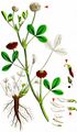 Alsike Clover - Trifolium hybridum L.