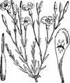 Maiden Pink - Dianthus deltoides L.