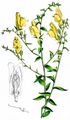 Broom-Leaf Toadflax - Linaria genistifolia (L.) Mill.