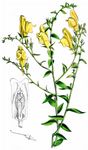 Ginsterblättriges Leinkraut - Linaria genistifolia (L.) Mill. 