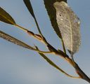 Crack Willow - Salix euxina I. V. Belyaeva