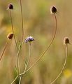 Graue Skabiose - Scabiosa canescens Waldst. & Kit.