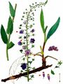 Purple Mullein - Verbascum phoeniceum L.