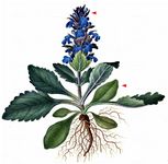 Genfer Günsel - Ajuga genevensis L. 