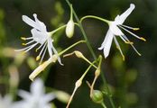 Branched St Bernard's-Lily - Anthericum ramosum L.