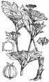 Echter Sellerie - Apium graveolens L.