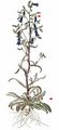 Sibirian Bellflower - Campanula sibirica L.