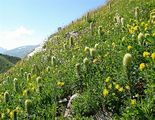 Yellow Bellflower - Campanula thyrsoides L.