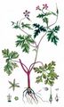 Herb-Robert - Geranium robertianum L.