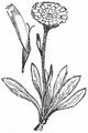  - Hieracium alpinum L.