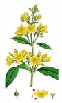 Gewöhnlicher Gilbweiderich - Lysimachia vulgaris L. 