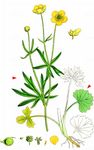 Gold-Hahnenfuß - Ranunculus auricomus coll.  coll.