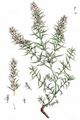 Winter Savory - Satureja montana L.