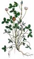 Strawberry Clover - Trifolium fragiferum L.