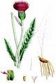Meadow Thistle - Cirsium dissectum (L.) Hill
