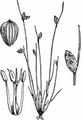 Bristle Club-Rush - Isolepis setacea (L.) R. Br.