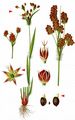 Heath Wood-Rush - Luzula multiflora (Ehrh.) Lej.