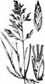 Smooth Meadow-Grass - Poa pratensis L.