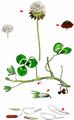 Western Clover - Trifolium repens L.