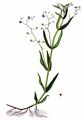 Marsh Speedwell - Veronica scutellata L. 