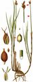 String Sedge - Carex chordorrhiza L. f.