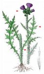 Sumpf-Kratzdistel - Cirsium palustre (L.) Scop. 
