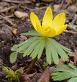 Winterling - Eranthis hyemalis (L.) Salisb.