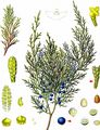 Savin - Juniperus sabina L.