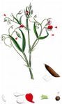 Behaarte Platterbse - Lathyrus hirsutus L. 