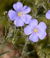 Perennial Flax - Linum perenne L.