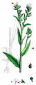 Bugloss - Lycopsis arvensis L.