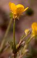 Knolliger Hahnenfuß - Ranunculus bulbosus L.