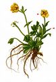 Carinthian Buttercup - Ranunculus carinthiacus Hoppe