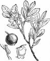 Bog Bilberry - Vaccinium uliginosum L.