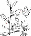 Prostrate Pigweed - Amaranthus blitoides S. Watson