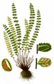 Maidenhair Spleenwort - Asplenium trichomanes L.