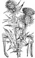 Spear Thistle - Cirsium vulgare (Savi) Ten.