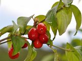 Cornelian-Cherry - Cornus mas L.
