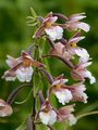 Marsh Helleborine - Epipactis palustris (L.) Crantz