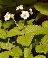 Wild Strawberry - Fragaria vesca L.