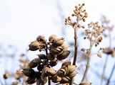 Chinesischer Blauglockenbaum - Paulownia tomentosa (Thunb.) Siebold & Zucc.
