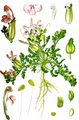 Lousewort - Pedicularis sylvatica L.