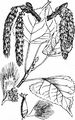 Black-Poplar - Populus nigra L.