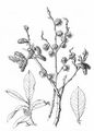 Balkan Willow - Salix appendiculata Vill.