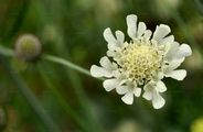 Cream Pincushions - Scabiosa ochroleuca L.