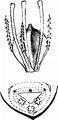 Triangular Club-Rush - Schoenoplectus triqueter (L.) Palla